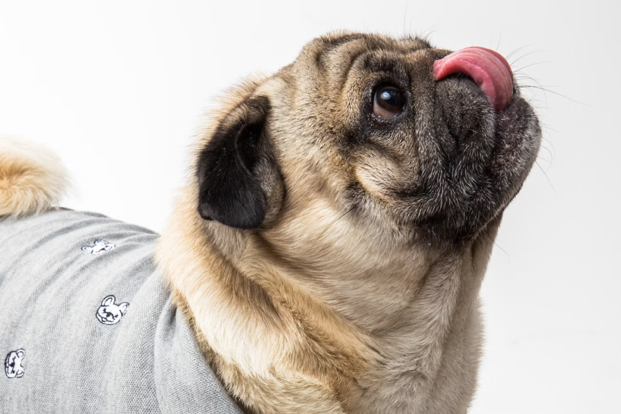 Stylish Security Dog Shirt