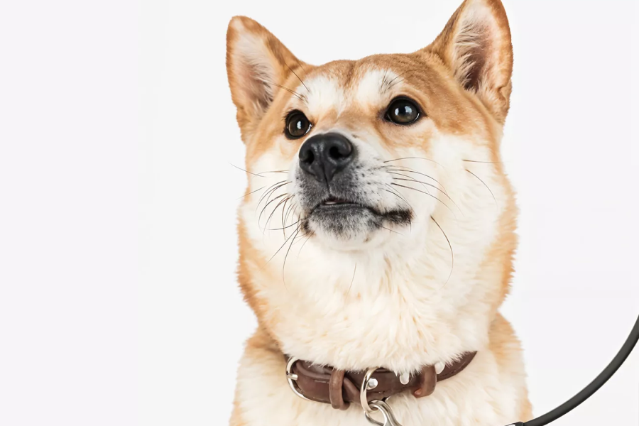 Heavy Duty Pet Leash with Design